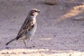 Sparrow or gorrion passer domesticus on the floor