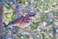 Sparrow or gorrion passer domesticus perched on the brach of a olive tree