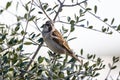 Sparrow or gorrion passer domesticus perched in the branch of a olive tree