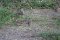 Sparrow on grass