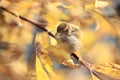 Sparrow on the ground in leaves Royalty Free Stock Photo