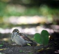 Sparrow on the ground in leaves Royalty Free Stock Photo