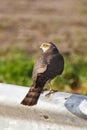 Sparrow hawk Royalty Free Stock Photo