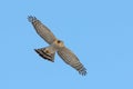 Sparrow hawk (accipiter nisus) Royalty Free Stock Photo