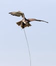 Sparrow Hawk catching a lure