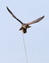 Sparrow Hawk catching a lure