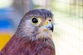 Sparrow-hawk close-up, head of a bird on a blurry background_ Royalty Free Stock Photo