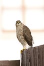 Sparrow hawk perched