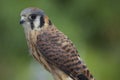 Sparrow Hawk Royalty Free Stock Photo