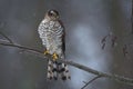 Sparrow hawk, female
