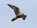 Sparrow Hawk in flight