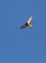 Sparrow Hawk in flight