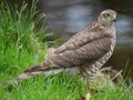 sparrow hawk Royalty Free Stock Photo