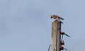 Sparrow hawk perched high on a utility pole