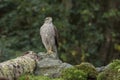 The sparrow-hawk