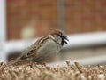 Sparrow on hedge Royalty Free Stock Photo