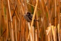 A Sparrow hides in a thicket of reeds. Royalty Free Stock Photo