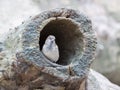 Sparrow in a hollow tree