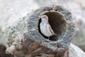 Sparrow in a hollow tree