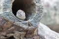 Sparrow in a hollow tree