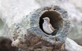 Sparrow in a hollow tree