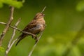 Sparrow  at kabini backwaters with its bestview Royalty Free Stock Photo