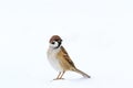 Sparrow with an interesting look is in the snow Royalty Free Stock Photo