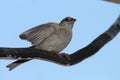 A sparrow with its wings spread on a blue background Royalty Free Stock Photo