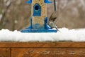 Sparrow with its wings upright on a blue bird feeder above the snow in spring in Minnesota Royalty Free Stock Photo