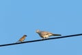 Eurasian Tree Sparrow and Geopelia striata. Two birds talking on cables and leave space for text input