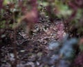 Sparrow on the leaves of bush in nature Royalty Free Stock Photo