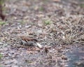Sparrow on the leaves of bush in nature Royalty Free Stock Photo