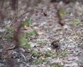 Sparrow on the leaves of bush in nature, note shallow Royalty Free Stock Photo