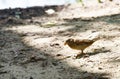 Sparrow on the leaves of bush in nature, note shallow Royalty Free Stock Photo