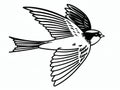 Sparrow Line Art Minimal Continuous Drawing Royalty Free Stock Photo