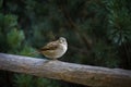 Sparrow. Royalty Free Stock Photo