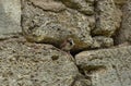 a sparrow looks out of his house in a stone wall Royalty Free Stock Photo