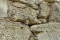 a sparrow looks out of his house in a stone wall Royalty Free Stock Photo