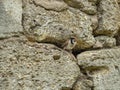 a sparrow looks out of his house in a stone wall Royalty Free Stock Photo