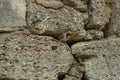 a sparrow looks out of his house in a stone wall Royalty Free Stock Photo