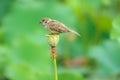 Sparrow and lotus seedpod Royalty Free Stock Photo