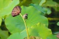 Sparrow and lotus seedpod Royalty Free Stock Photo