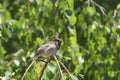 A sparrow, a male, sits on a birch branch.