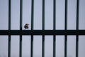 Sparrow on a metal fence