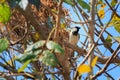 Sparrow and nest on branch tree with bright blue sky background