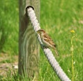 Sparrow with nest building material