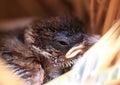 Sparrow in the nest.Macro baby bird sparrow sleep in the nest .