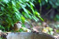 Sparrow on old bucket Royalty Free Stock Photo