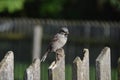 Sparrow Royalty Free Stock Photo