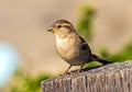 Sparrow on the stump